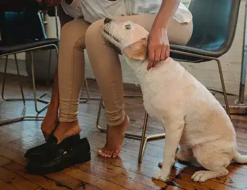 Hund in Wohnung